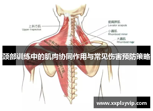 颈部训练中的肌肉协同作用与常见伤害预防策略